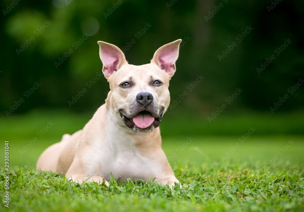 Fototapeta premium A Pit Bull Terrier mixed breed dog with large ears relaxing in the grass