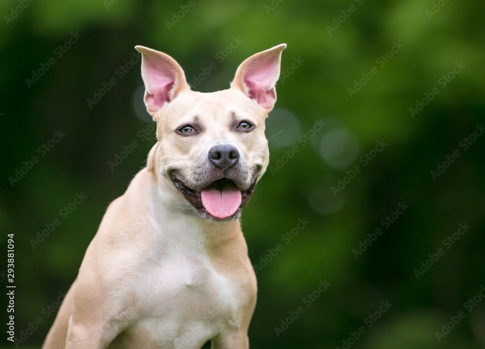 A Pit Bull Terrier mixed breed dog with large ears outdoors