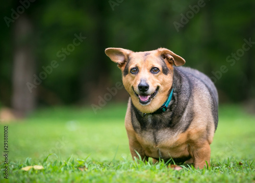 Fototapeta A severely overweight Welsh Corgi mixed breed dog with floppy ears standing outd