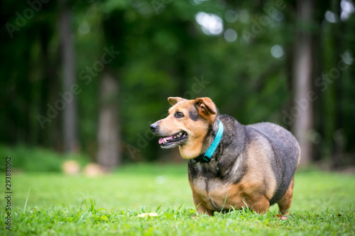Canvas Print A severely overweight Welsh Corgi mixed breed dog with floppy ears standing outd