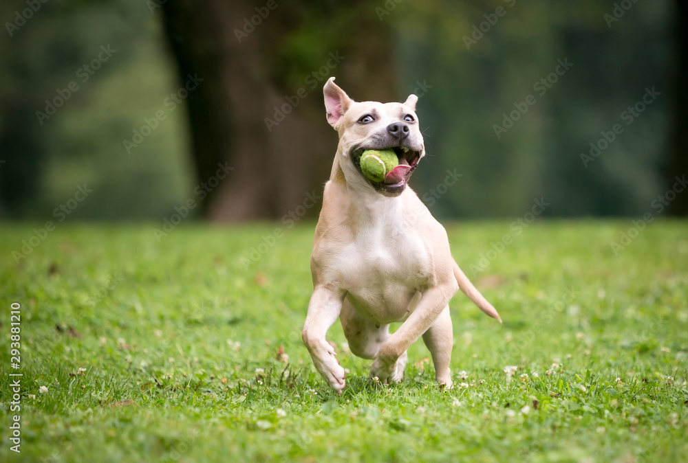 A playful Pit Bull Terrier mixed breed dog running outdoors and holding a ball in its mouth
