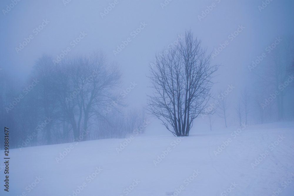 Tree in the foggy winter day