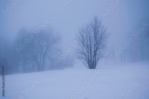 Tree in the foggy winter day © Danny