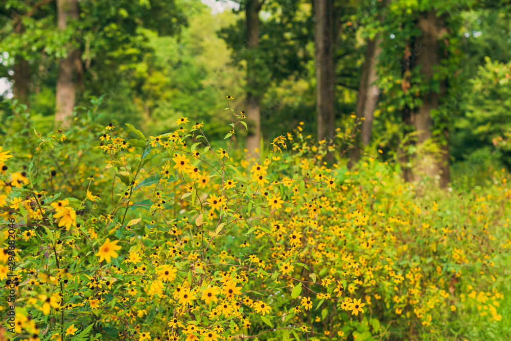 prairie field meadow of yellow daisy sunflower flowers prairie field meadow of yellow daisy sunflower flowers