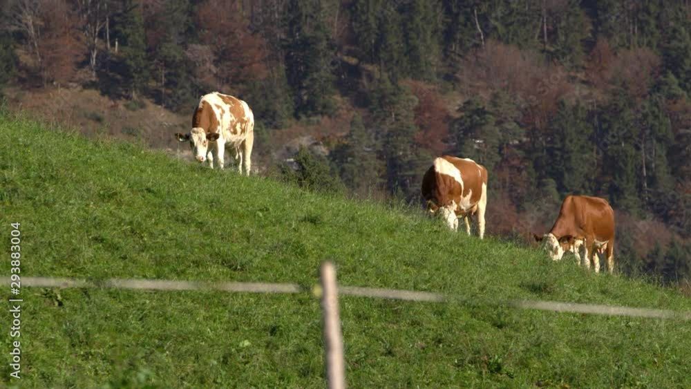 alpine cows eating grass on mountain meadow alpine cows eating grass on mountain meadow