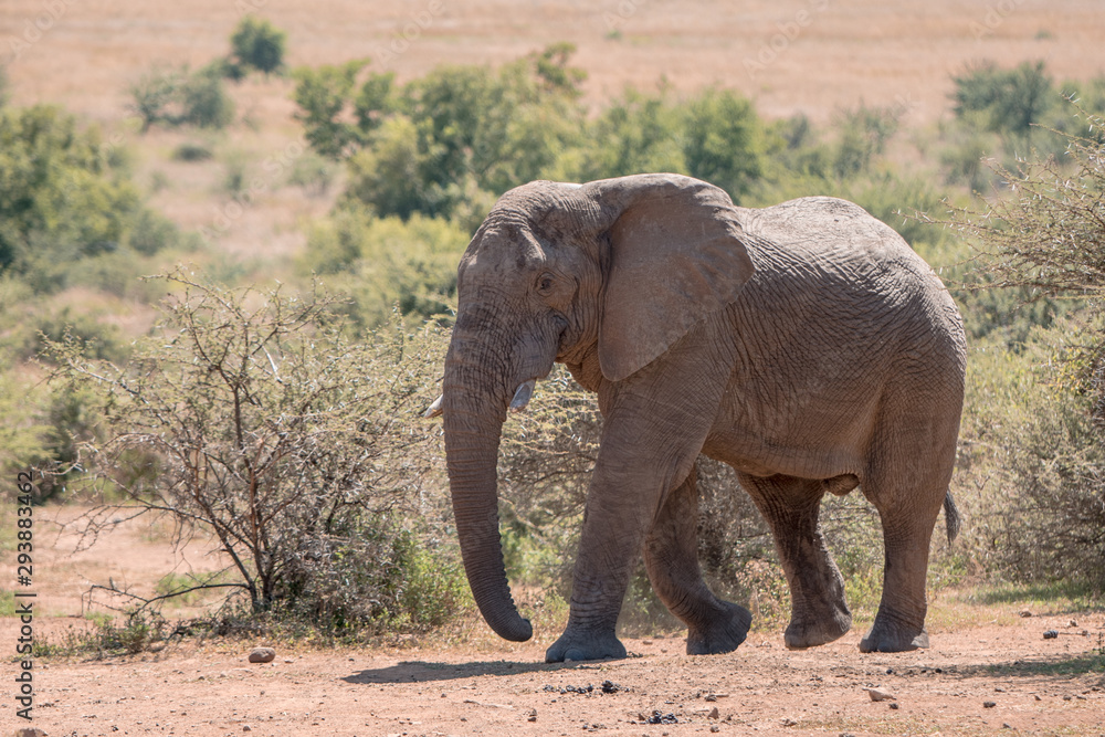 An African elephant (Loxodonta africana) walking amidst shrubs in Pilanesberg Game Reserve, South Africa
