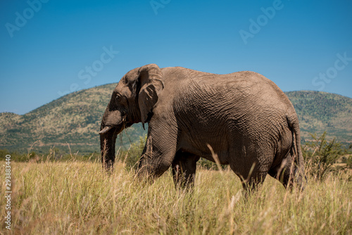 An African elephant  Loxodonta africana  walking through the tall grass in Pilanesberg Game Reserve  with hills in the background. South Africa