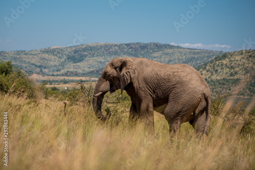 An African elephant (Loxodonta africana) walking through the tall grass in Pilansberg Game Reserve, with hills in the background. South Africa photo