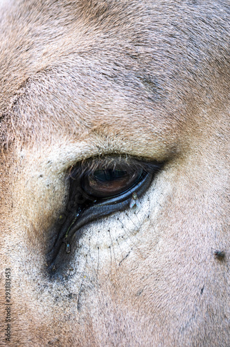 Oeil d'un âne © MARC MEINAU