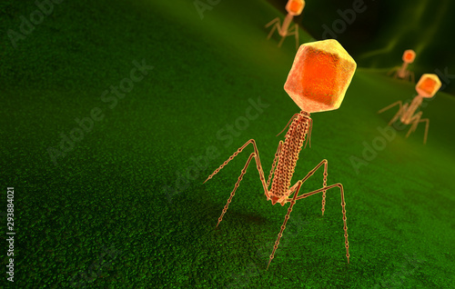 Bacteriophage virus particle on bacteria surface photo