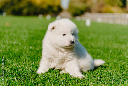 Samoyed puppy sitting on green grass