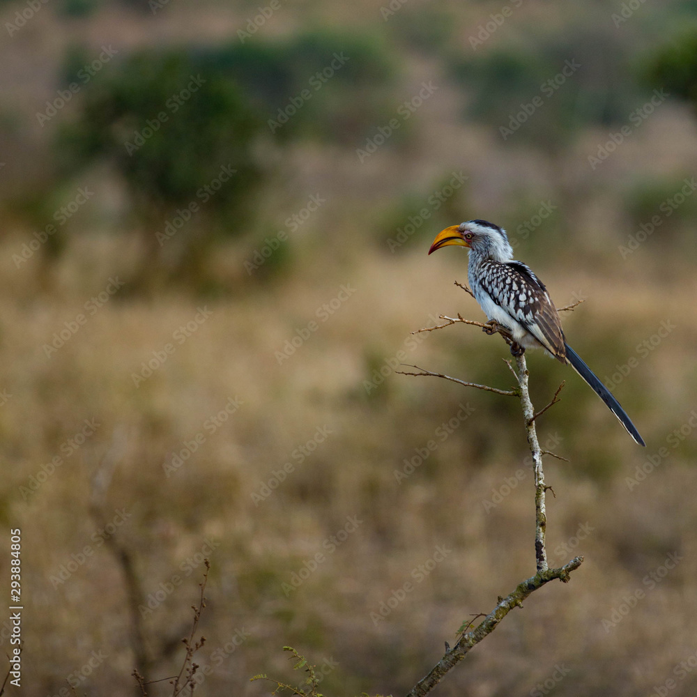 Fototapeta premium bird on tree