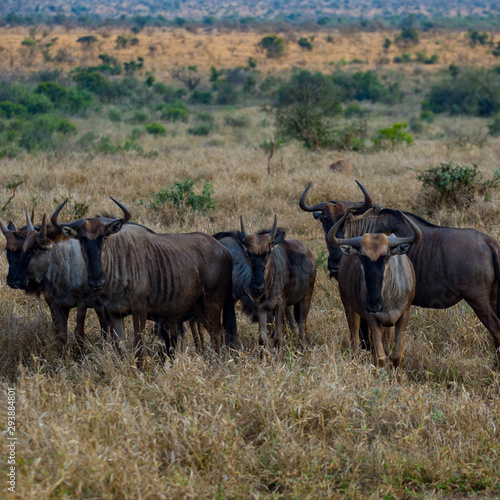 Herd of Wildebeasts in Africa