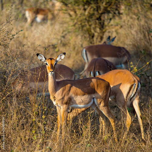 impala  photo