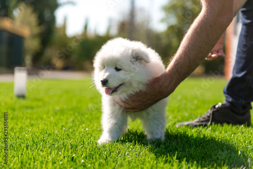 Samoyed puppy sitting on green grass