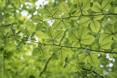 Tree branches with green leaves, view from below, blurry bokeh background, close up