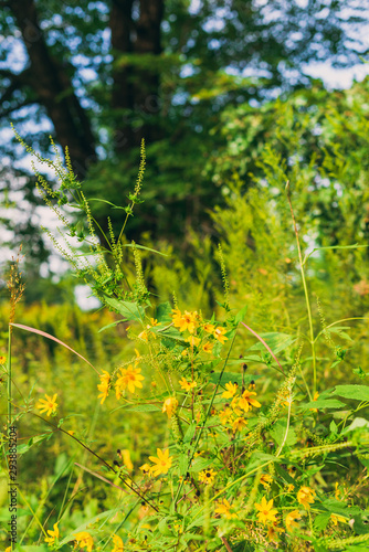 Fototapeta Naklejka Na Ścianę i Meble -  prairie field meadow of yellow daisy sunflower flowers	