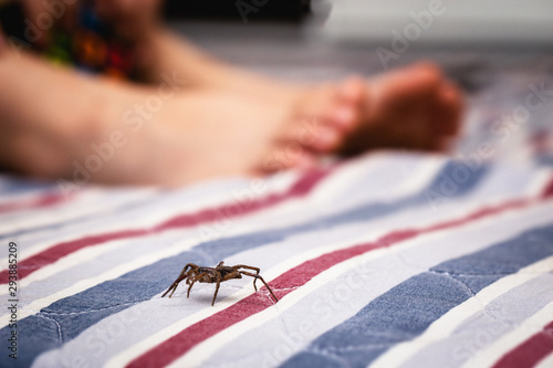 brown, poisonous spider near the feet of a child. Spider known as Loxosceles is a genus of poisonous arachnids in the Sicariidae family, known for their necrotizing bite. © RHJ