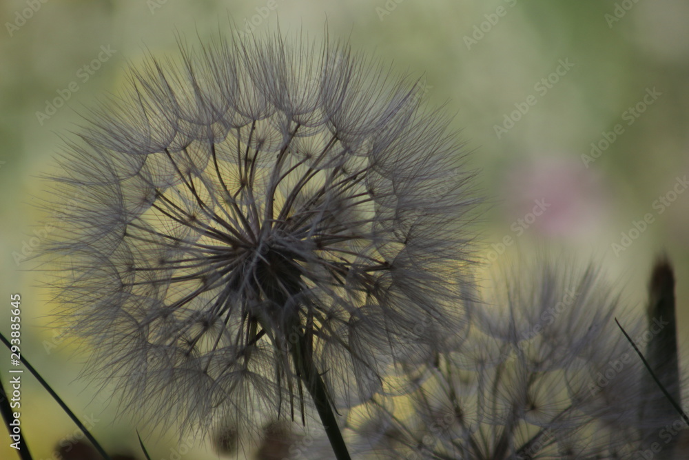 Wild flowers of southern Greece Wild flowers of southern Greece