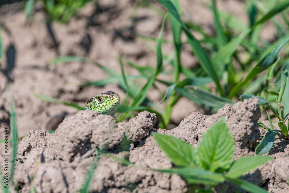 a lizard in the field a lizard in the field