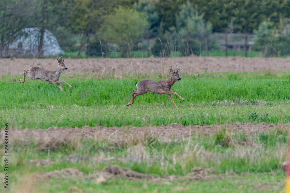 deer in the field deer in the field