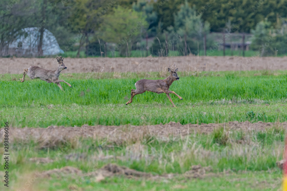 deer in the field