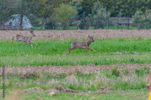 deer in the field