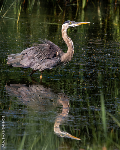 great blue heron