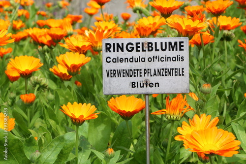 Deutschsprachiges Schild in einem Feld mit Ringelblumen: "Ringelblume, Calendula officinalis, verwendete Pflanzenteile Blüten", Heilkräutergarten, Schild in einem Heilkräutergarten
