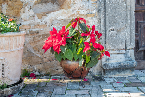 Red Christmas flower, poinsettia, against a grunge wall with spanish stucco, decoration for winter holidays in southern america