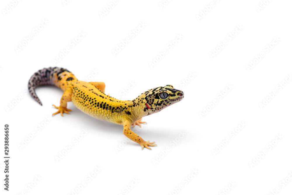 Naklejka premium Gekon lamparci na białym tle