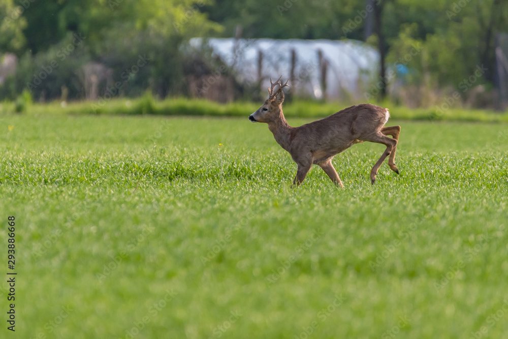 deer running across the fields