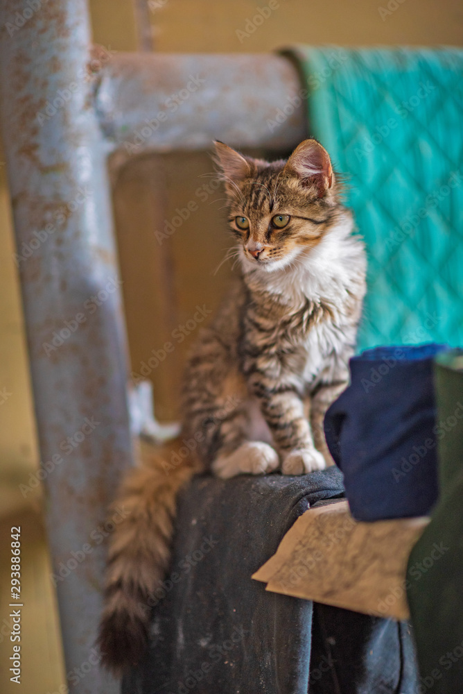 Portrait of a beautiful gray cat in an old apartment.