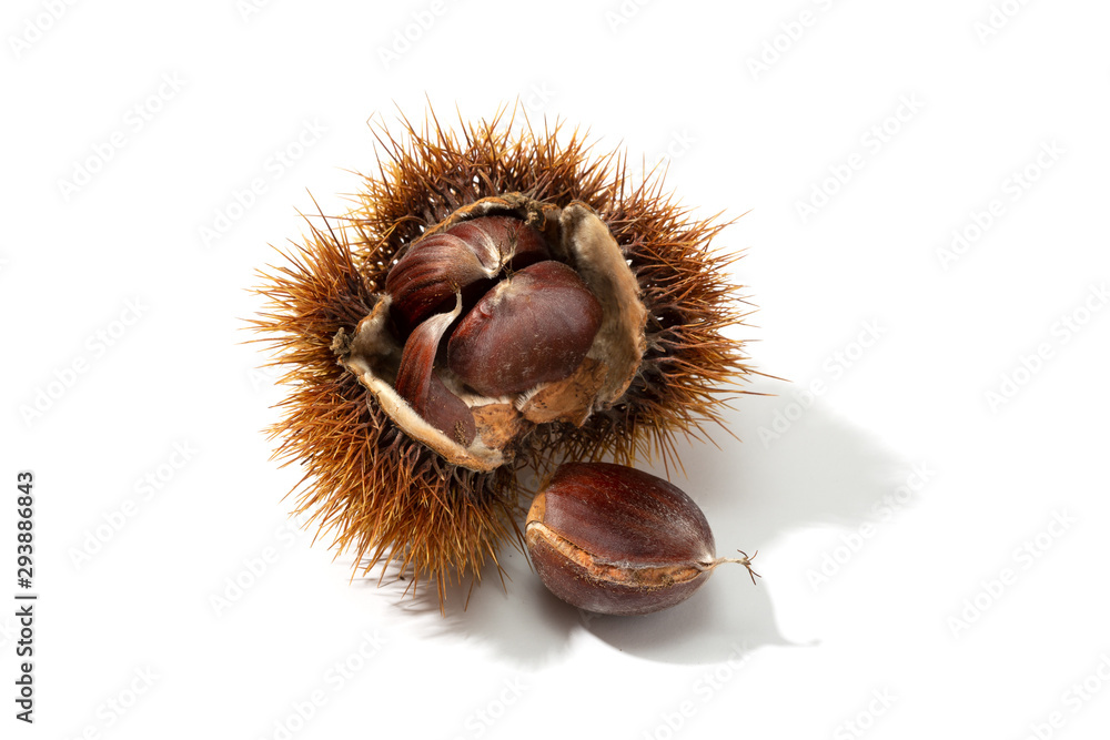 Open husk and chestnut inside isolated on white background. Castanea sativa Open husk and chestnut inside isolated on white background. Castanea sativa