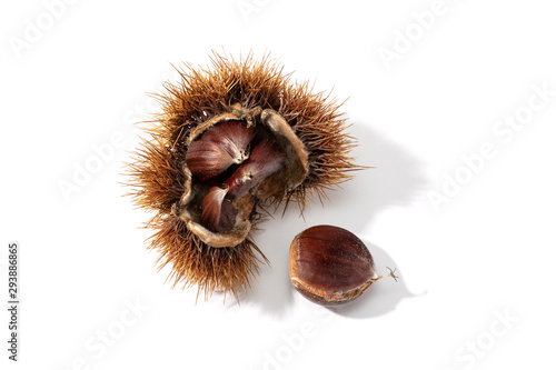 Fényképezés Open husk and chestnut inside isolated on white background