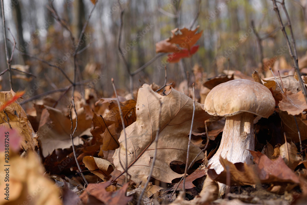 White mushrooms in the autumn forest on the background of yellow leaves White mushrooms in the autumn forest on the background of yellow leaves