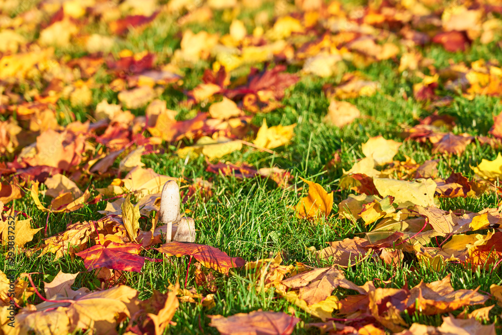 Mashroom in a park surrounded by colorful autumn leaves on a green grass. Mashroom in a park surrounded by colorful autumn leaves on a green grass.