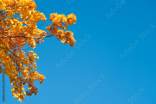  Bright yellow and orange leaves on branches of autumn tree against a blue sky. Copy space.