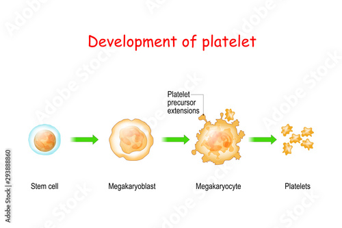 Platelet development. thrombocyte.