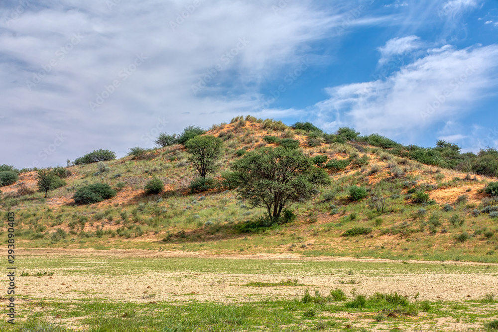 Fototapeta premium green Kalahari desert after rain season, South Africa wilderness