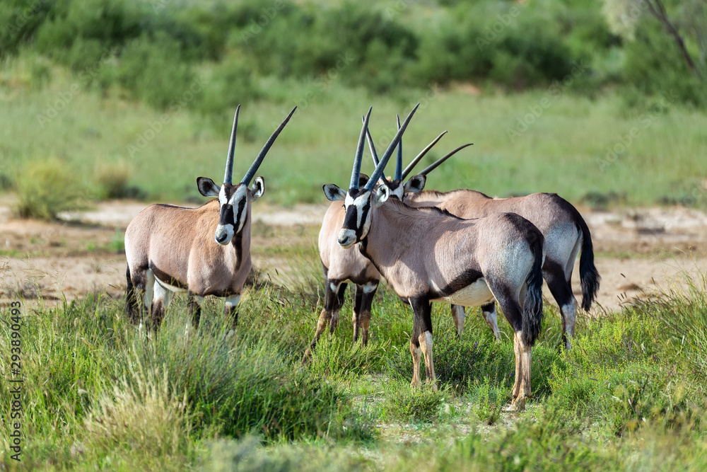 common antelope Gemsbok, Oryx gazella in Kalahari after rain season with green grass. Kgalagadi Transfrontier Park, South Africa wildlife safari common antelope Gemsbok, Oryx gazella in Kalahari after rain season with green grass. Kgalagadi Transfrontier Park, South Africa wildlife safari