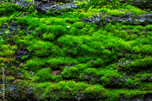 texture nature overlay moss green