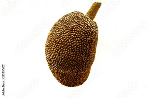 The jackfruit (Artocarpus heterophyllus), is the national fruit of Bangladesh and Sri Lanka, also known as jack tree. Is the largest fruit of all trees reaching as much as 55 kg naturally sweet fruit.