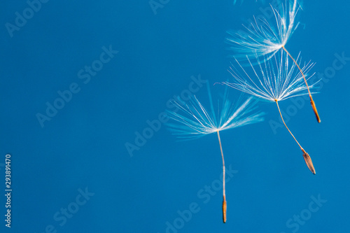 Flying dandelion seeds on a blue background/ Copy space for text