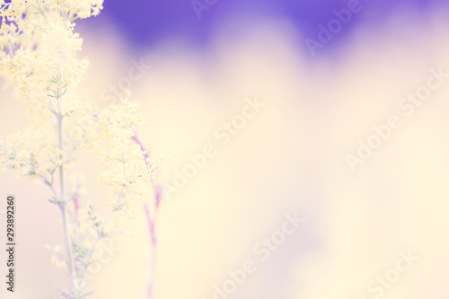 Blurry pastel flower background