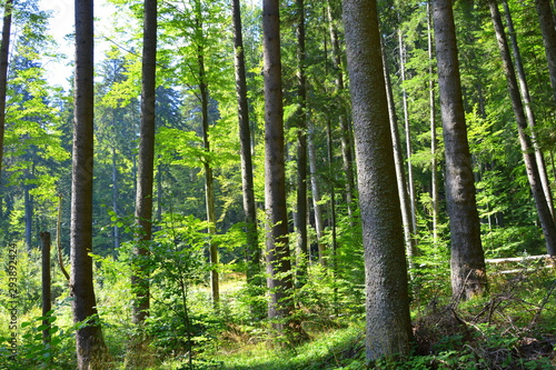 Typical landscape in the forests of Transylvania, Romania. Green landscape in the midsummer, in a sunny day © svlase