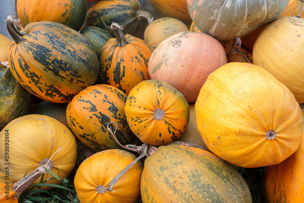 a bunch of assorted and colorful pumpkins on the field in the fall, harvest, crops