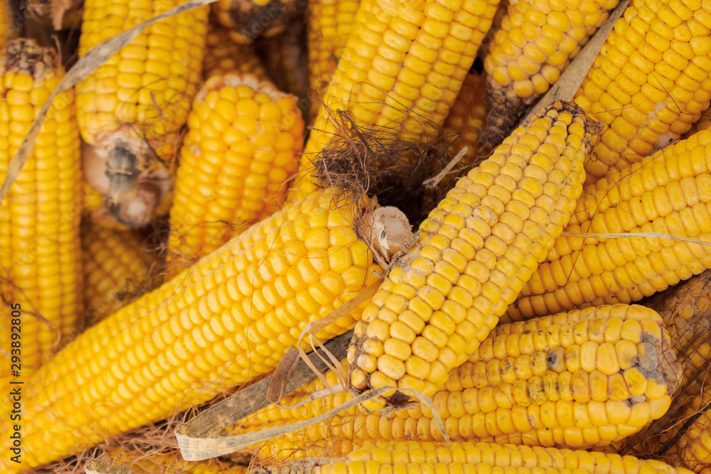 corn cob in a bag close-up background corn cob in a bag close-up background