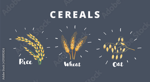 Three kind of cereals of wheat isolated on dark