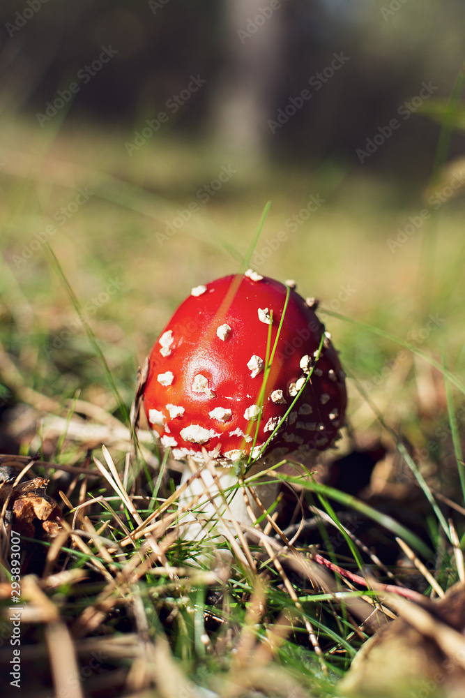 ripe bright red mushroom fly agaric in the forest in the sun, inedible poisonous hallucinogenic mushroom ripe bright red mushroom fly agaric in the forest in the sun, inedible poisonous hallucinogenic mushroom